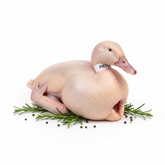 Pato