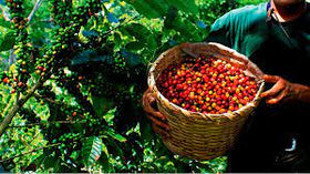 Organic specialty coffee 250gr, 100% Peruvian- Arabica