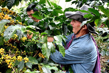 Peruvian coffee 250gr, 100% Arabica coffee